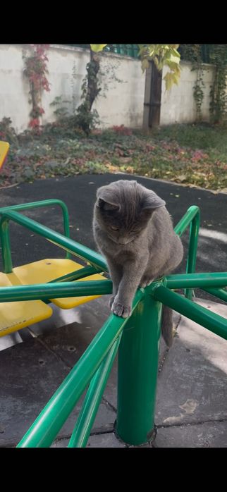 Котята даром породистые