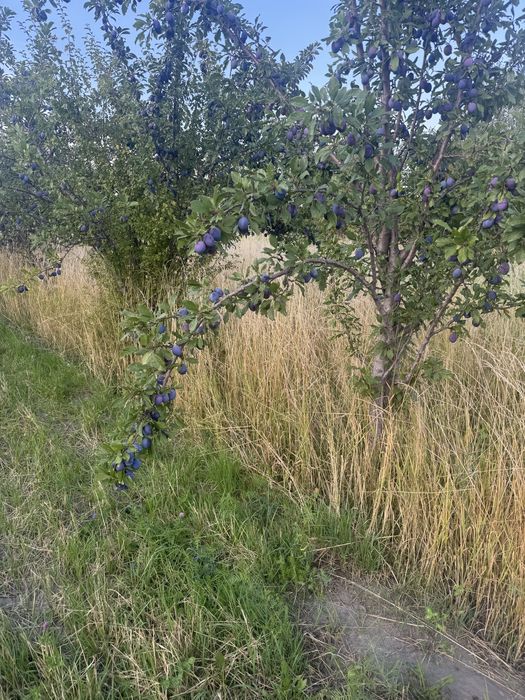 Продам сливу Стенлей