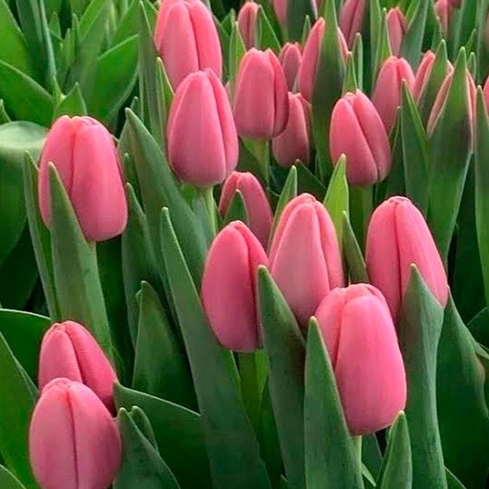 Тюльпаны в ассортименте