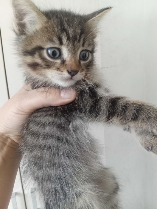 отдам котят , приучены к горшку