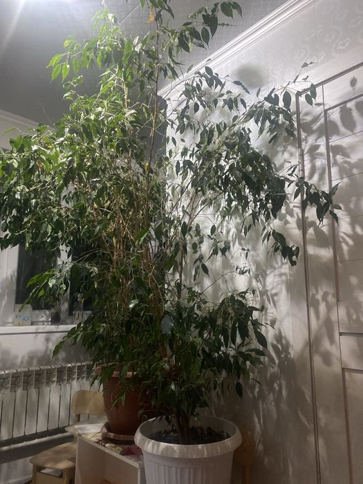 Дамашный растение тал