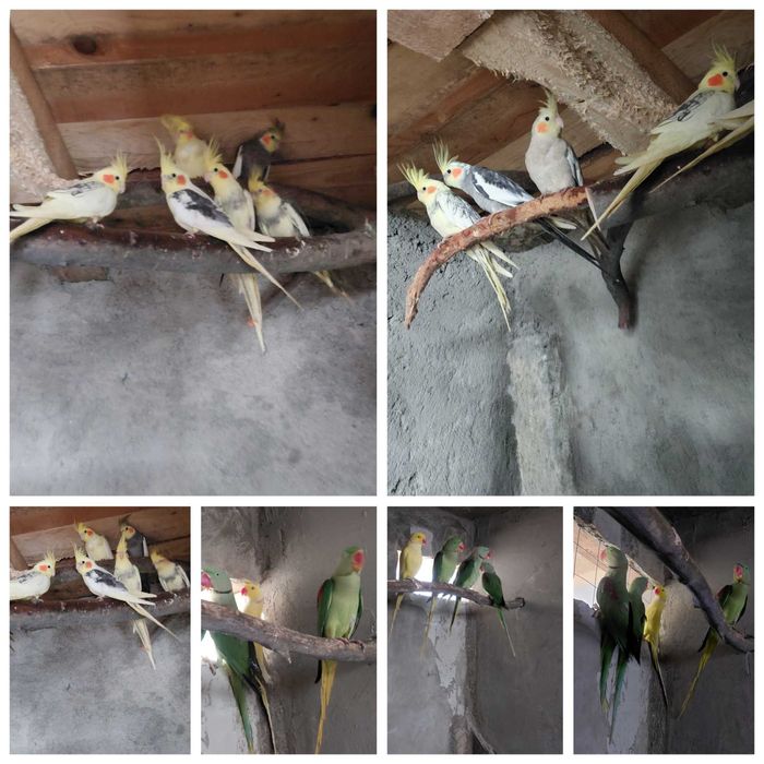 Marele si micul Alexandru