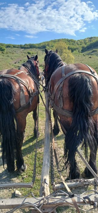Vănd doi cai buni pentru pădure