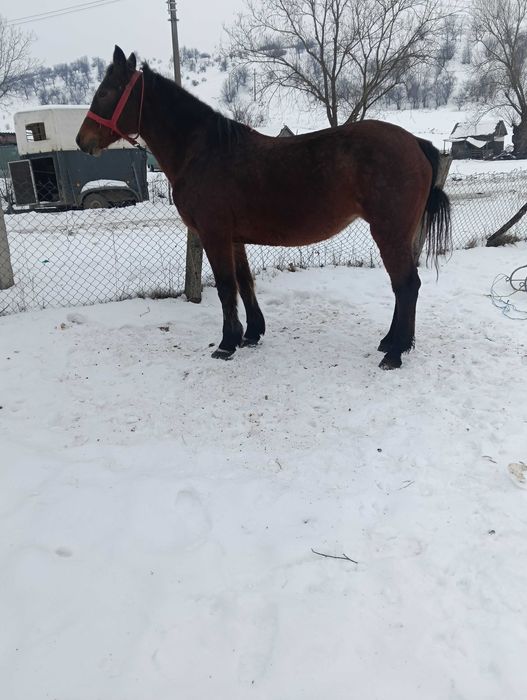 Vand iapa buna de caruța de 9 ani