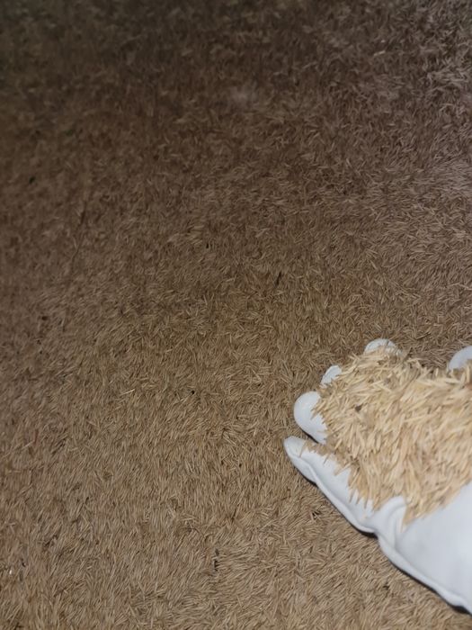 Vând ovaz producție 2025