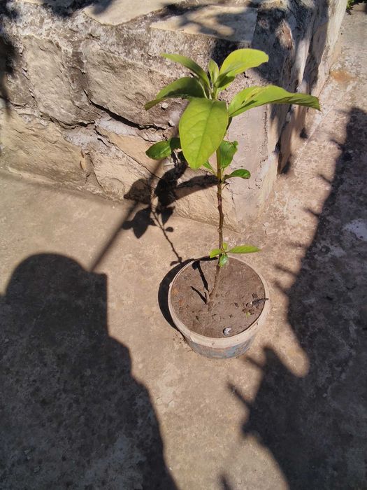 Кавказка хурма  Дива Райска ябълка Diospyros lotus