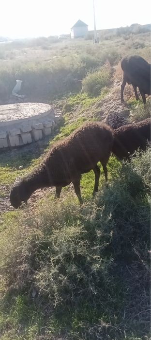 Тұсақ қойлар 3, бір тоқты