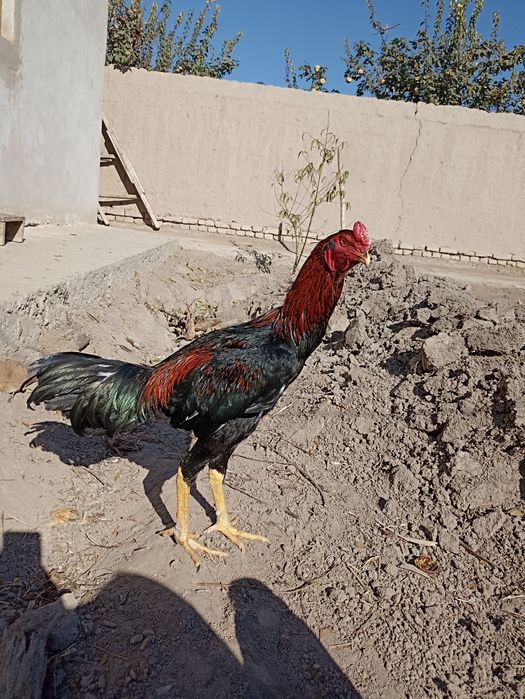 Xotin eri transseksual