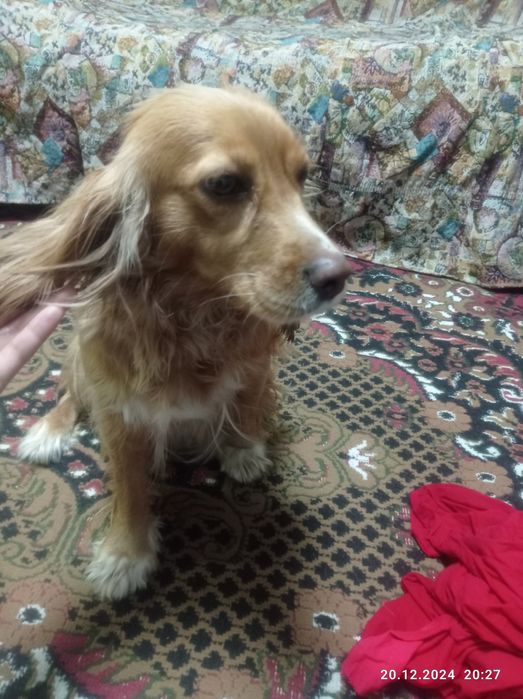 Порода чисто русская охотничья спаниель