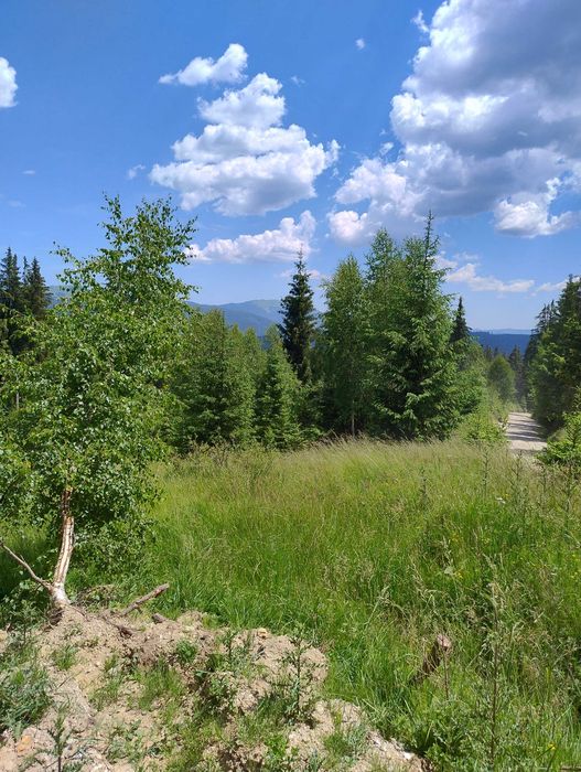 Vând teren intravilan Bucovina Pojorata 15 e/mp