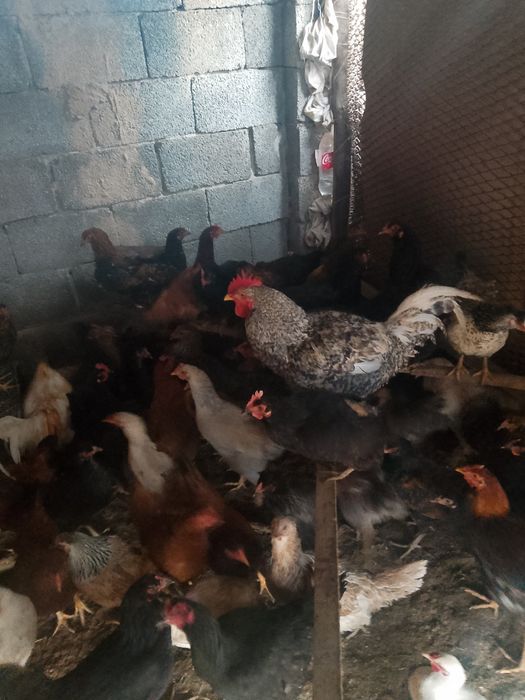 Осы тауыктар сатылады