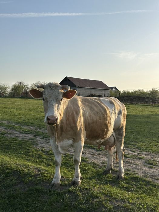 Vand 8 vaci mai multe detali la numarul de telefon