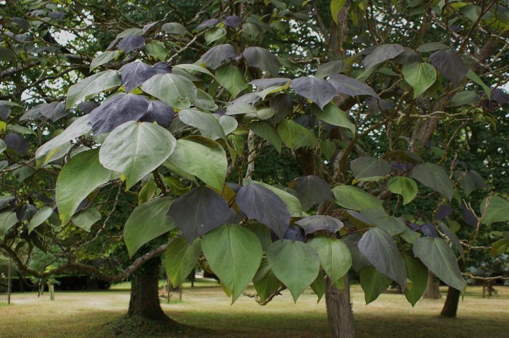 Catalpa Purpea .
