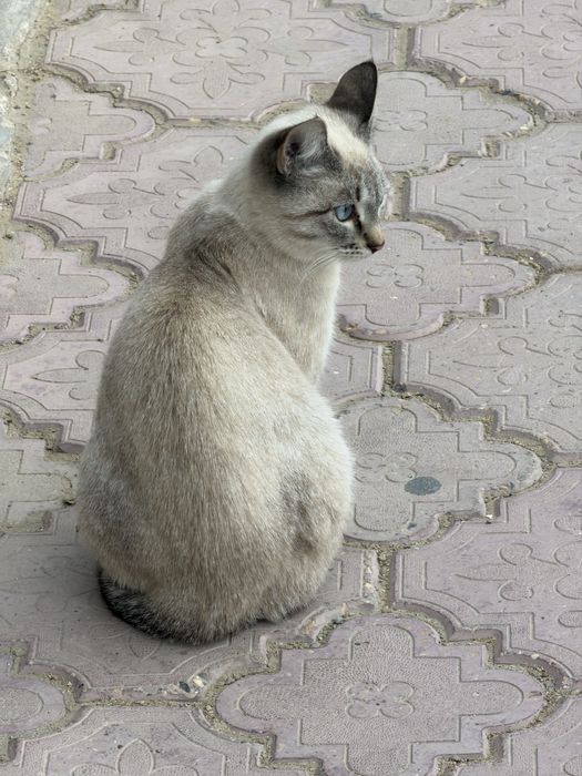 Кошечка в добрые руки!