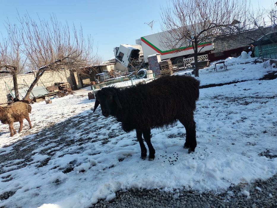 Қошқар сатылады