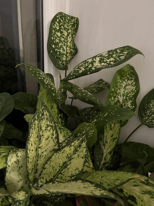 Диффенбахии домашние сортовые