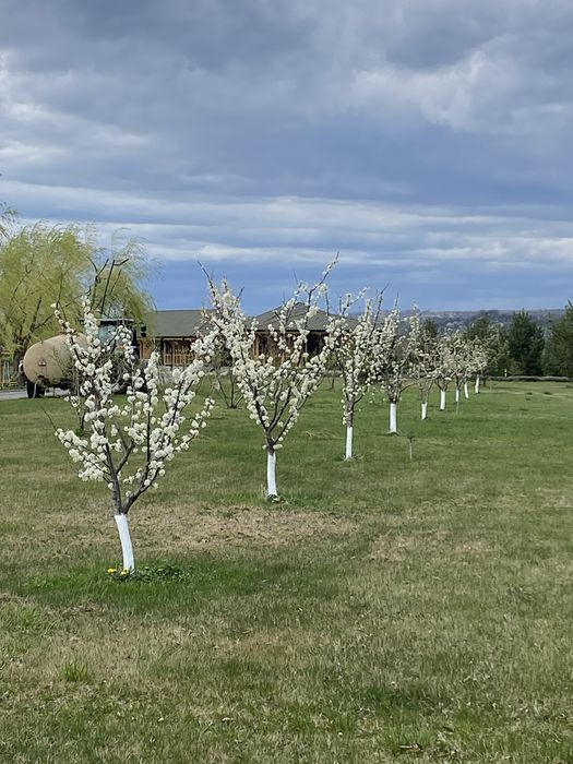 Toaletare pomii fructiferi
