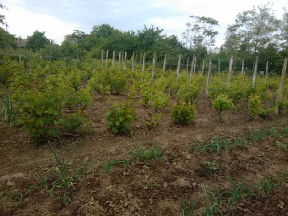 Casa de vanzare in Amara, fara  schimb!