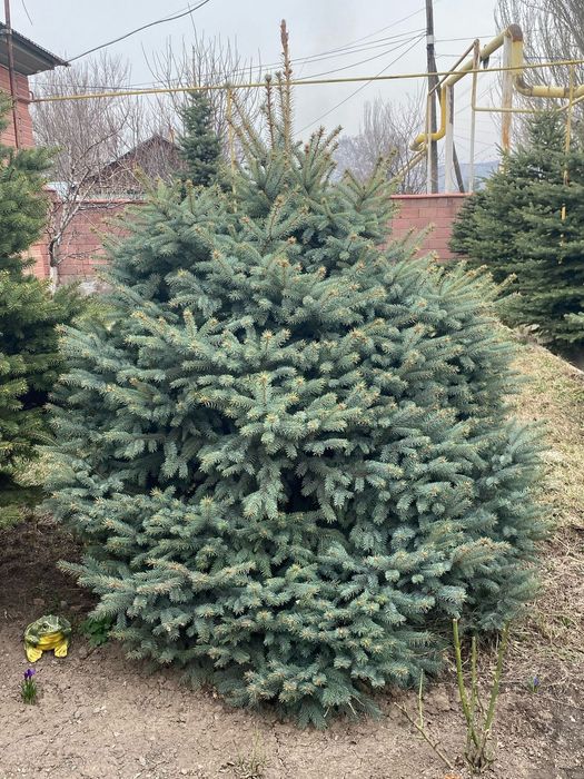 Ёлки голубые, зелёные