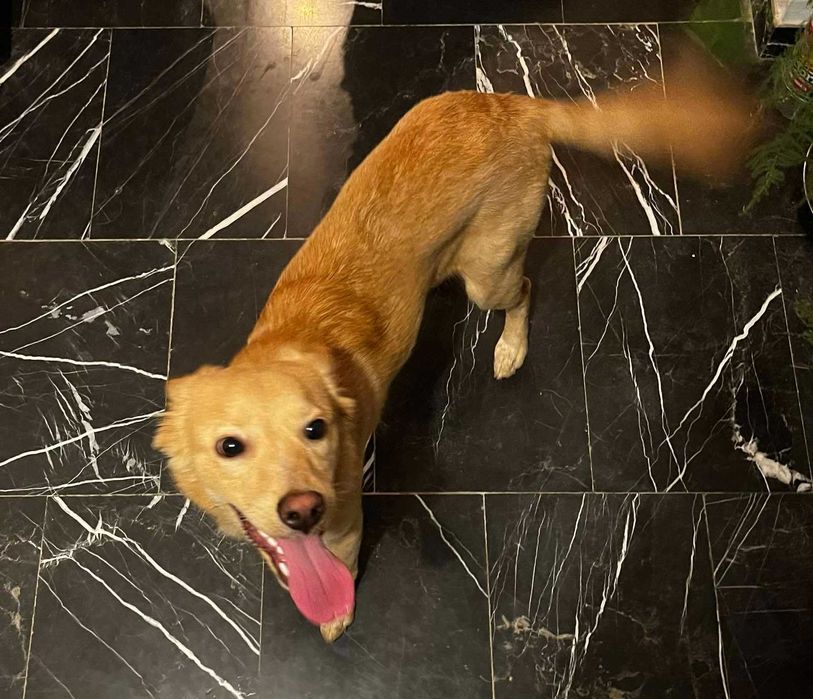 Търси се дом на Беба