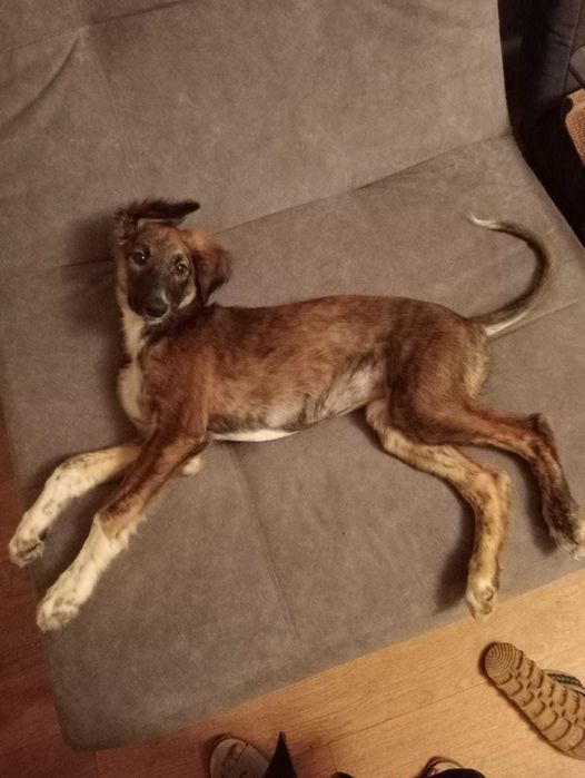 Отдам щенка в хорошие руки