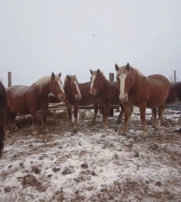 В продаже лошади