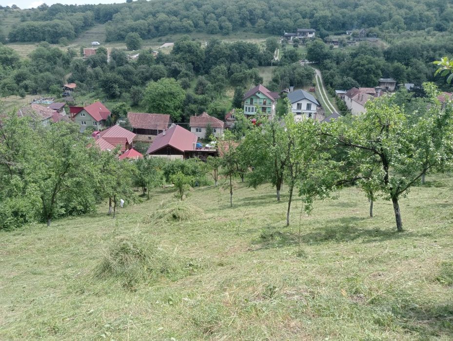 Executam lucrări de defrișat terenuri ,curățat pomi, Toaletare arbori