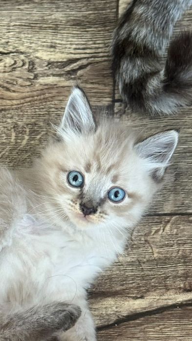 Отдам котят в добрые руки