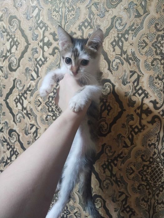 Отдаю котят в добрые руки