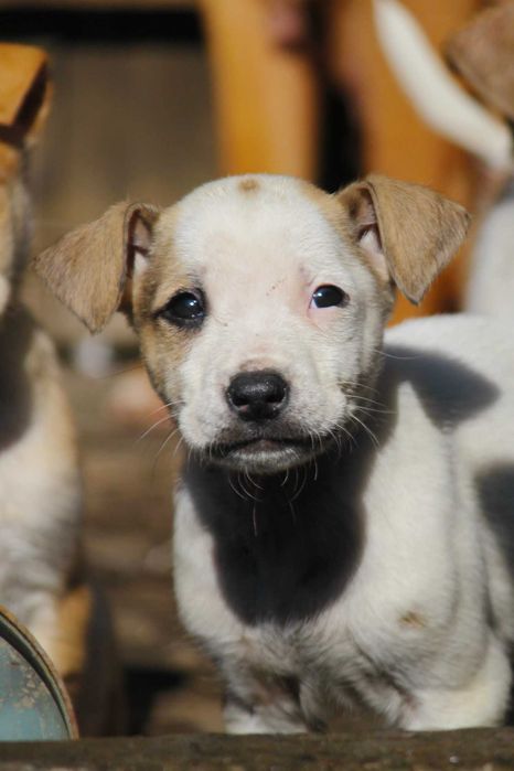 Щенки стафорда и дворянина