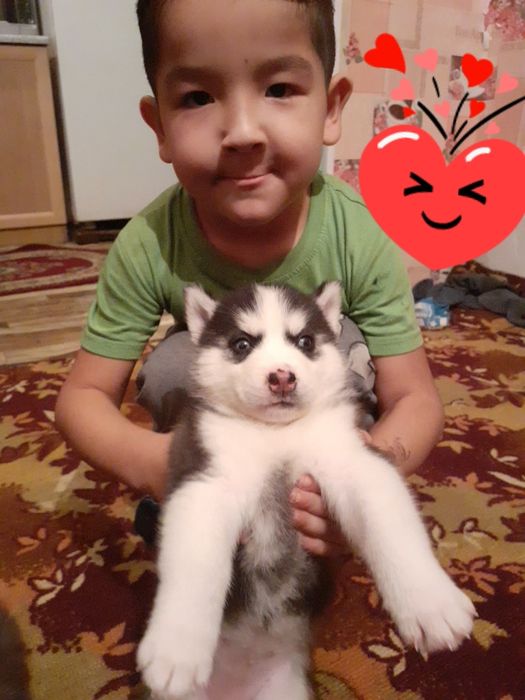 Кабель для вязки Хаски Арлекин развязон