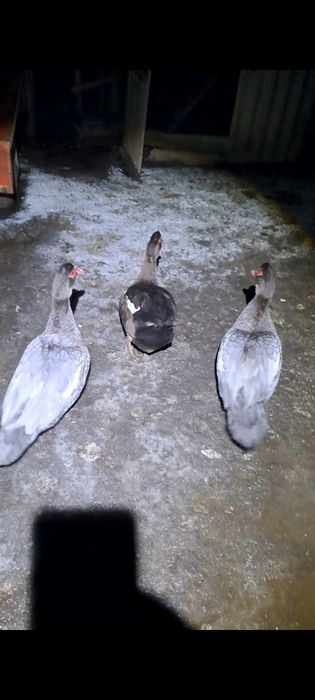 Vand ratoi si rate lesesti