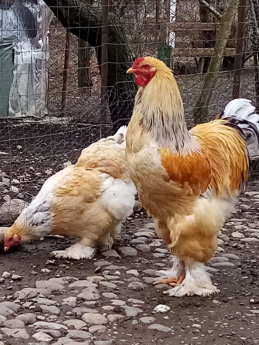 Vând oua  brahma pt incubat