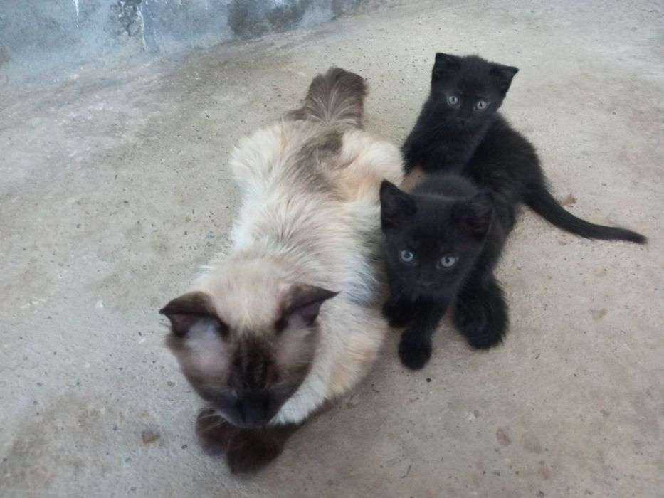 Отдам котят в хорошие руки