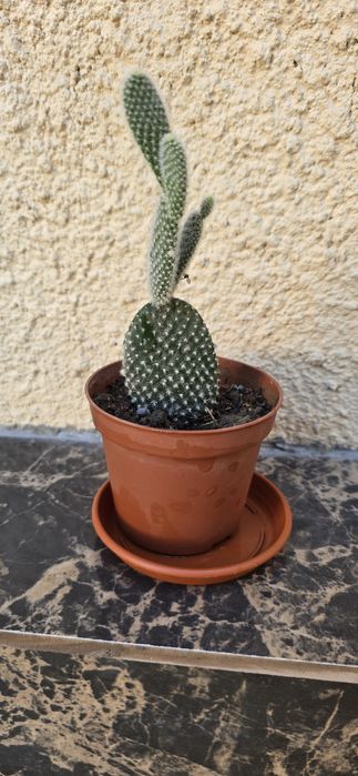 Комнатное растение