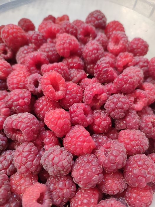Малина дачная, продам
