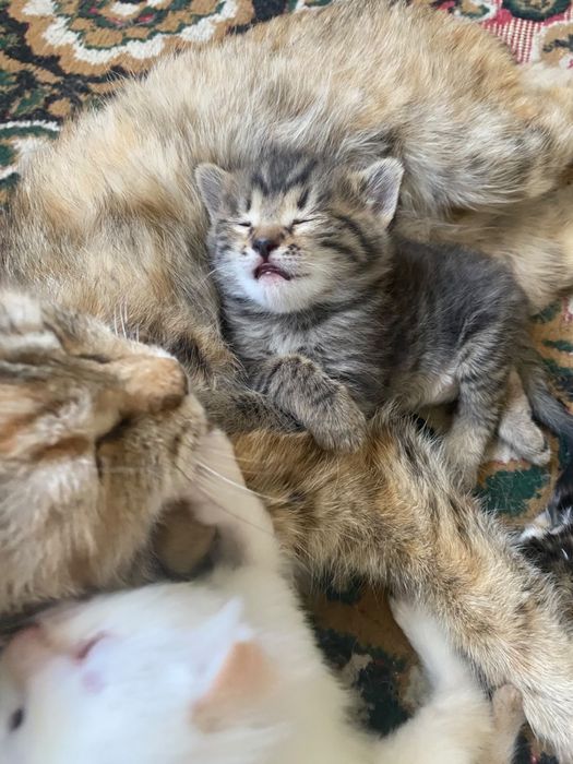 Отдам котенка (девочка) исключительно в ДОБРЫЕ РУКИ!