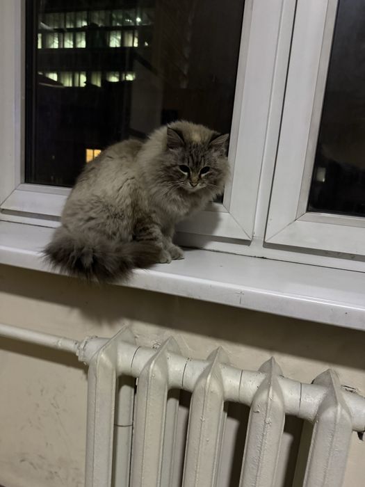 Найден котик в ЖК Керемет