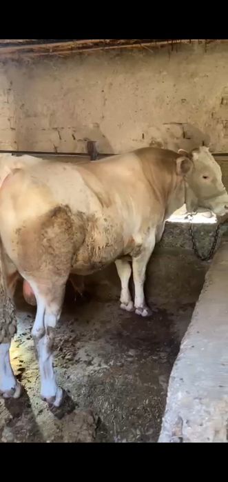 Курбандыкка 2 жасар букалар