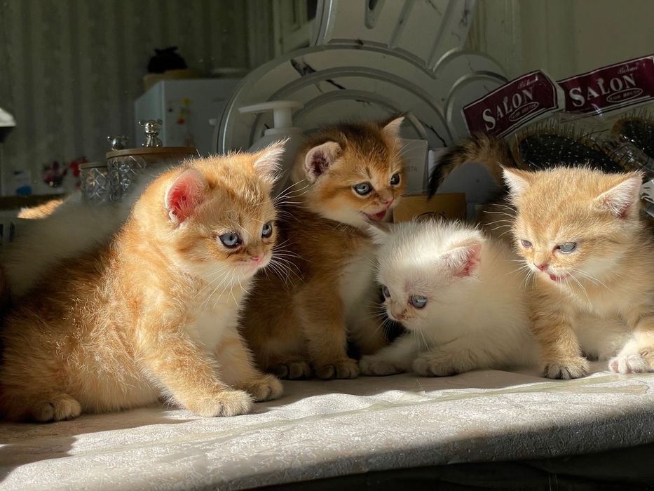 Britan Chinchilla mushukchalar