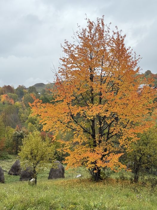 Teren de vanzare pitoresc in Secaria