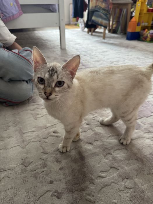 Котенок кошечка Тайская табби-поинт 3 мес