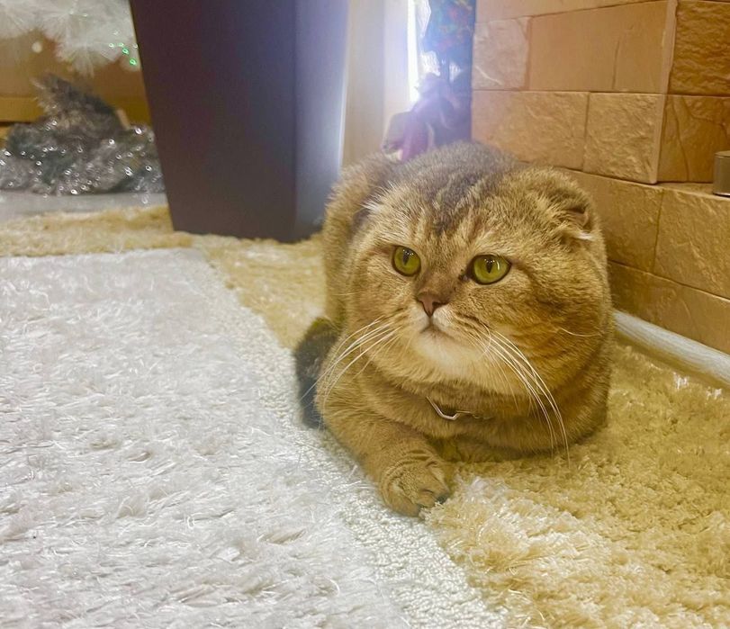 Чистопородный шотландский вислоухий котёнок, мальчик 2 месяца…………..