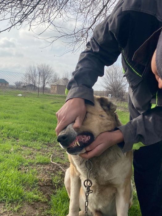 Алабай,төбет 3 жасар