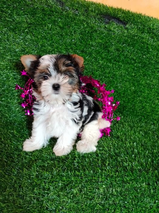 Продам щенков бивера.