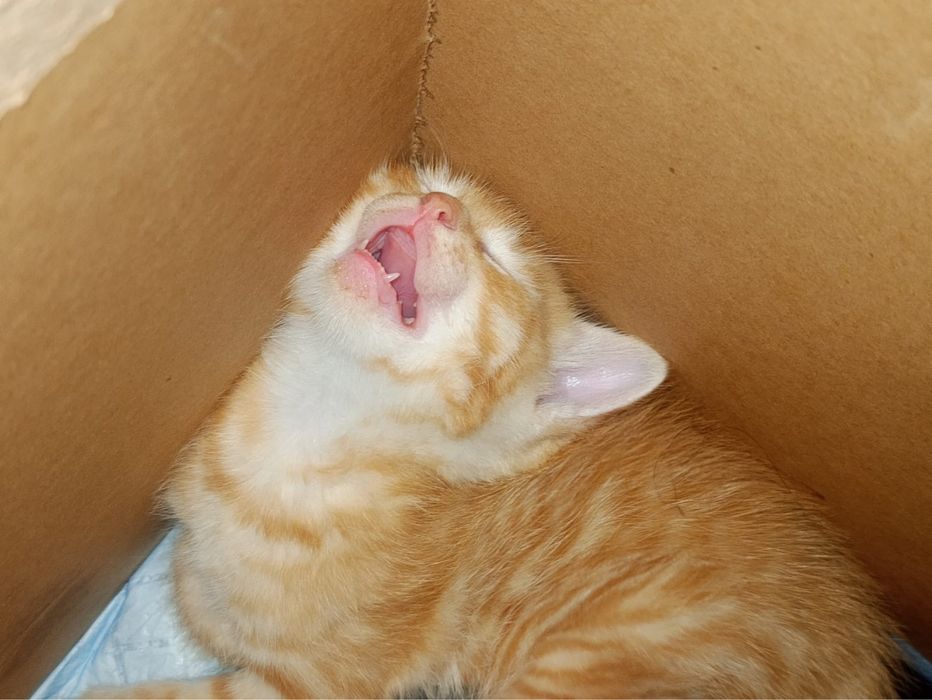 Котята от сфинска. Игривые, ласковые
