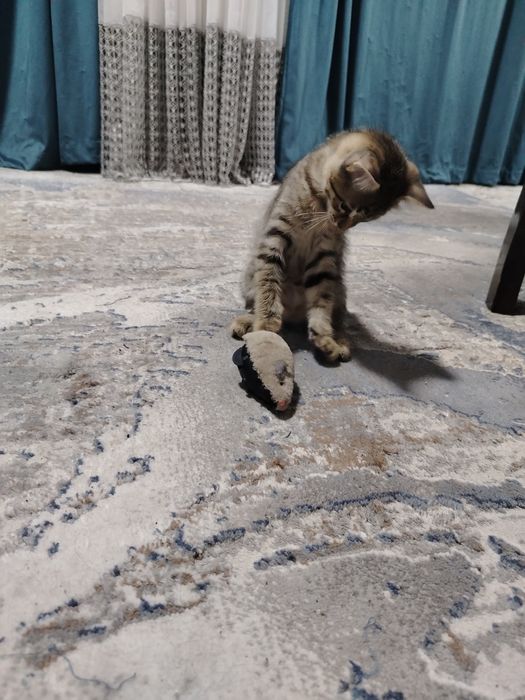 Отдам котят в добрые, заботливые и ответственные руки. Одна девоч