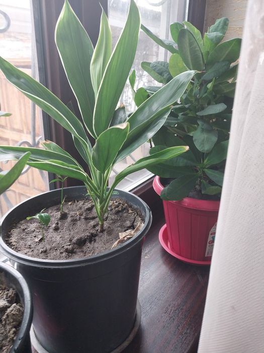 Большие комнатные цветы