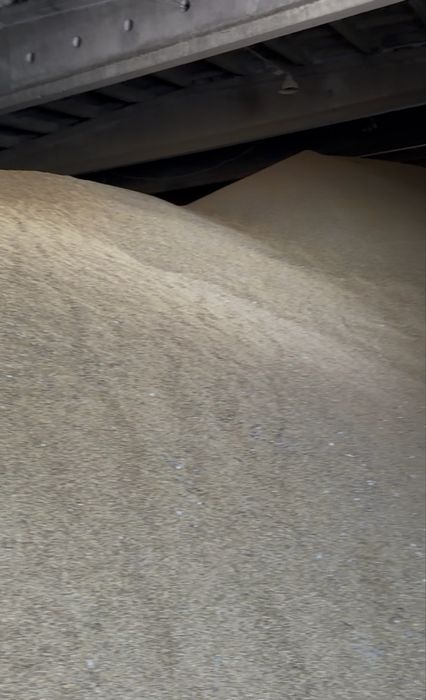 Ячмень Арпа   Очищеный колибровый