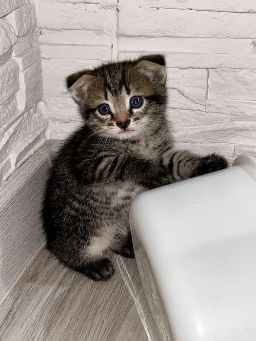 Отдам котят в хорошие руки
